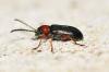 Oulema sp.